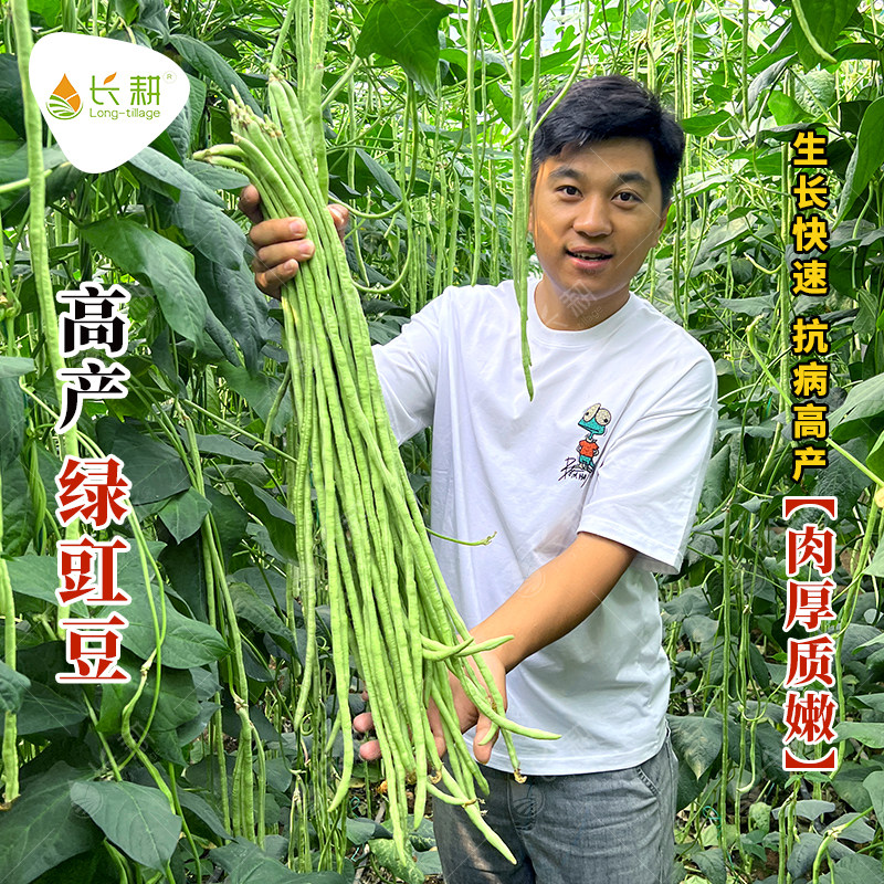 特长豇豆种子四季豆芸豆春秋季豆角种籽大全蔬菜种苗豆种蔬菜中孑