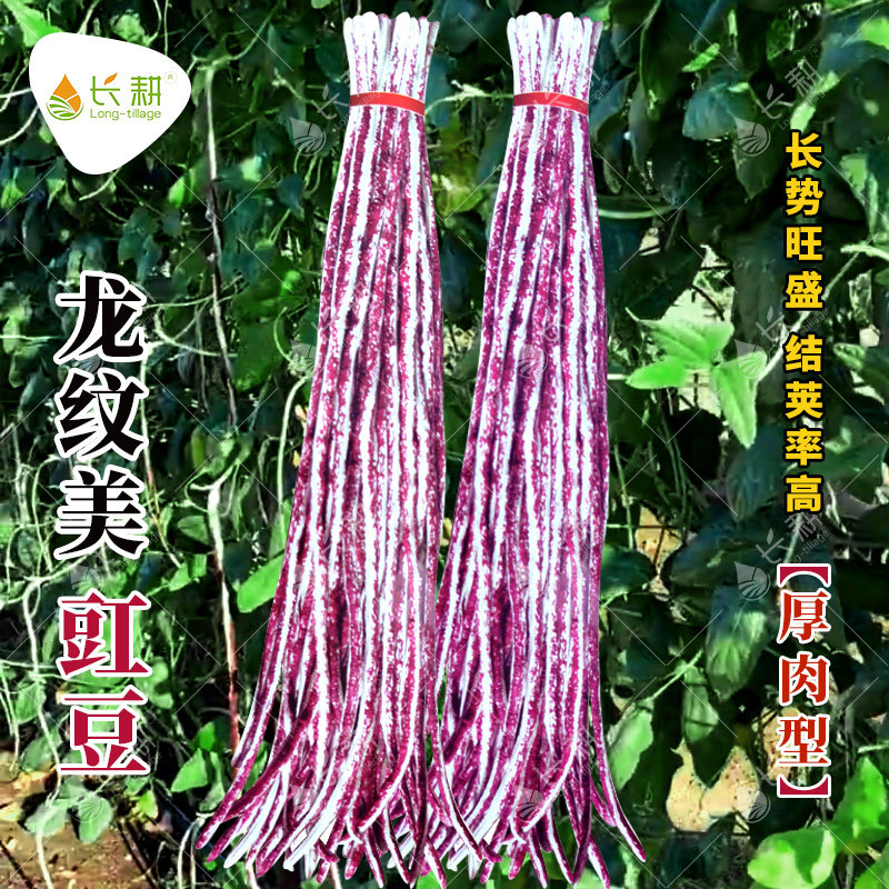 龙纹美花豇豆种子厚肉型紫花豆角种籽春秋四季阳台盆栽蔬菜种孑苗
