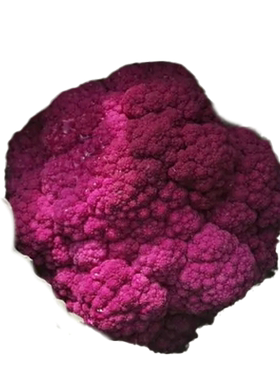 特色松花菜种籽秋季冬季家庭