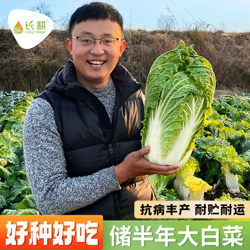 储半年秋季大白菜种子籽耐冬储大颗菜春夏秋东北好吃白菜蔬菜种孑