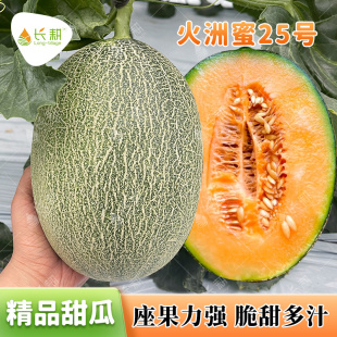 火洲蜜哈密瓜种子新疆杂交甜瓜种籽春秋四季香瓜脆甜蜜瓜水果种孑