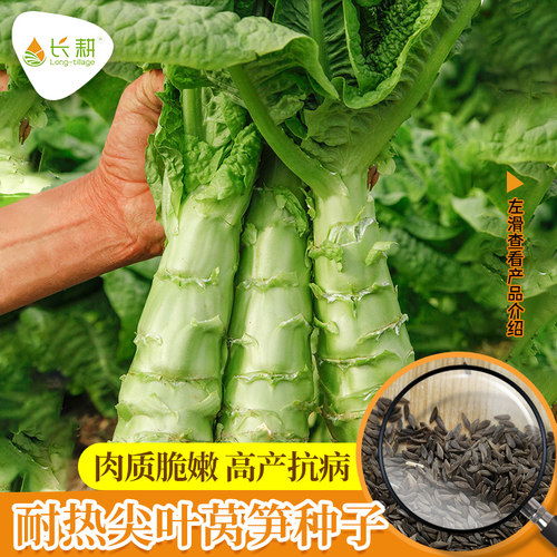 耐热莴苣种子香莴笋种籽四季播