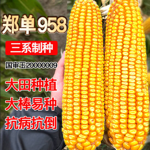 大田玉米种子郑单958饲料玉米良玉99京农科大棒子白红轴玉米种籽