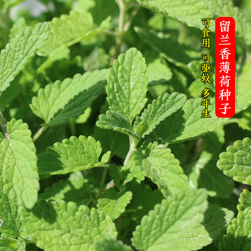 食用薄荷种子四季盆栽花种孑图片