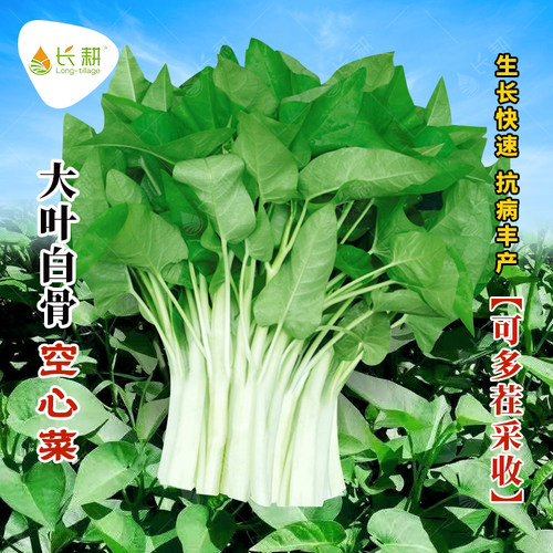 耐热大叶白杆空心菜种子春秋四季白骨通心菜种籽三叉雍菜蔬菜种孑