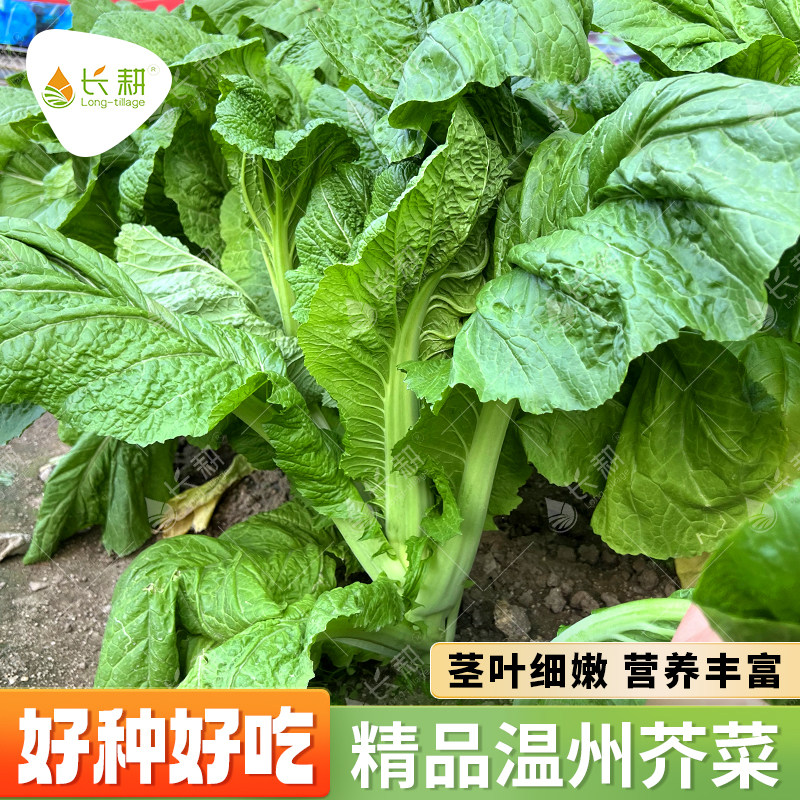 温州芥菜种子大全小青菜种籽叶用芥菜种孑春秋四季饺子菜蔬菜种籽