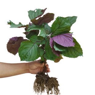 日本大叶双色紫苏种子苏子叶籽苗种籽食用四季盆栽种植蔬菜种孑