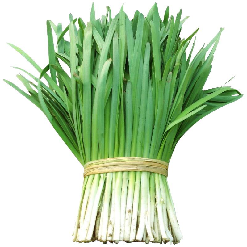山东大宽叶韭菜种子耐寒雪韭种籽春秋四季盆栽寿光独根红韭菜根苗