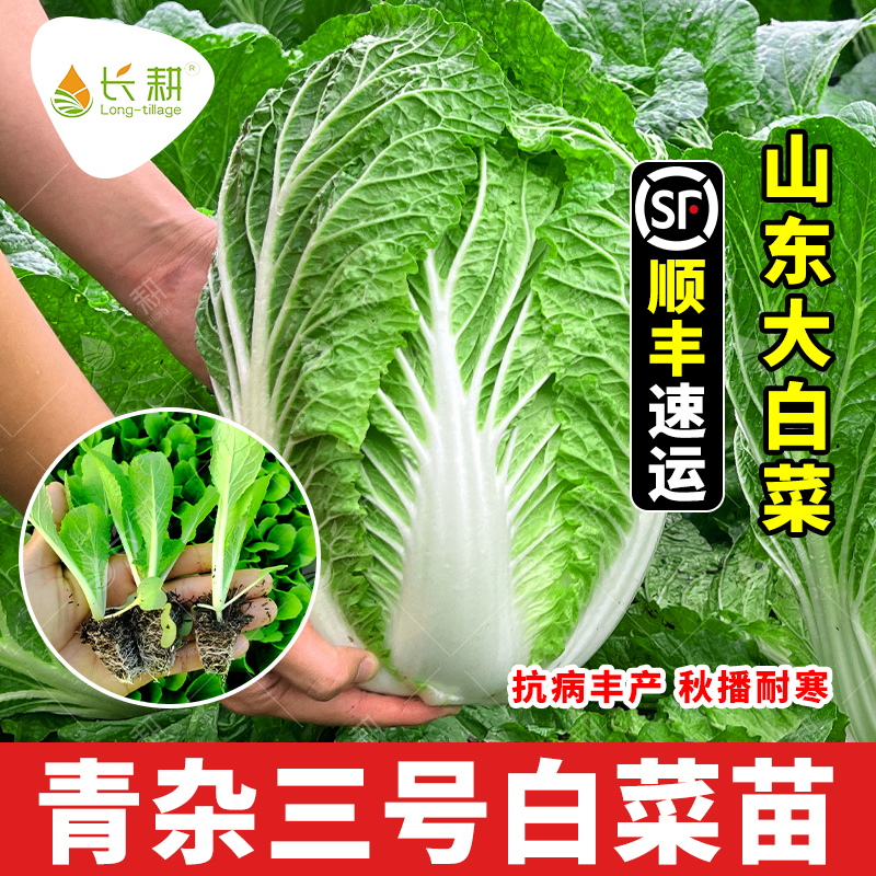 改良青杂三号大白菜苗子胶州白菜秧苗种籽春秋四季阳台盆栽蔬菜孑