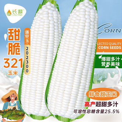 甜脆321白水果玉米种子雪甜7401玉米种籽苞米春秋四季播玉米种孑