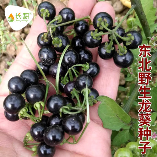 蔬菜东北悠悠天苗黑黝黝龙葵