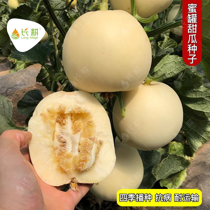 白皮蜜罐甜瓜种子香瓜小蜜蜂甜瓜种籽早熟超甜盆栽阳台春四季阳台