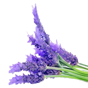 蓝色薰衣草花种子普罗旺斯法国进口薰衣草种籽花籽一年四季都开花