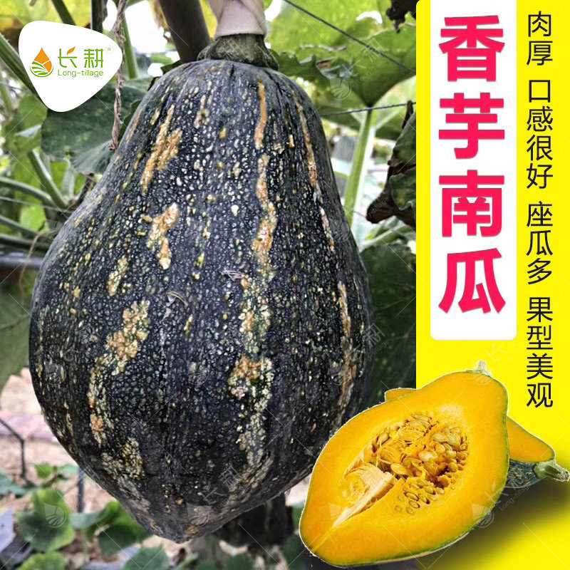 香芋南瓜种子粉糯香芋味小南瓜种籽子阳台基地大田春季四季特好吃