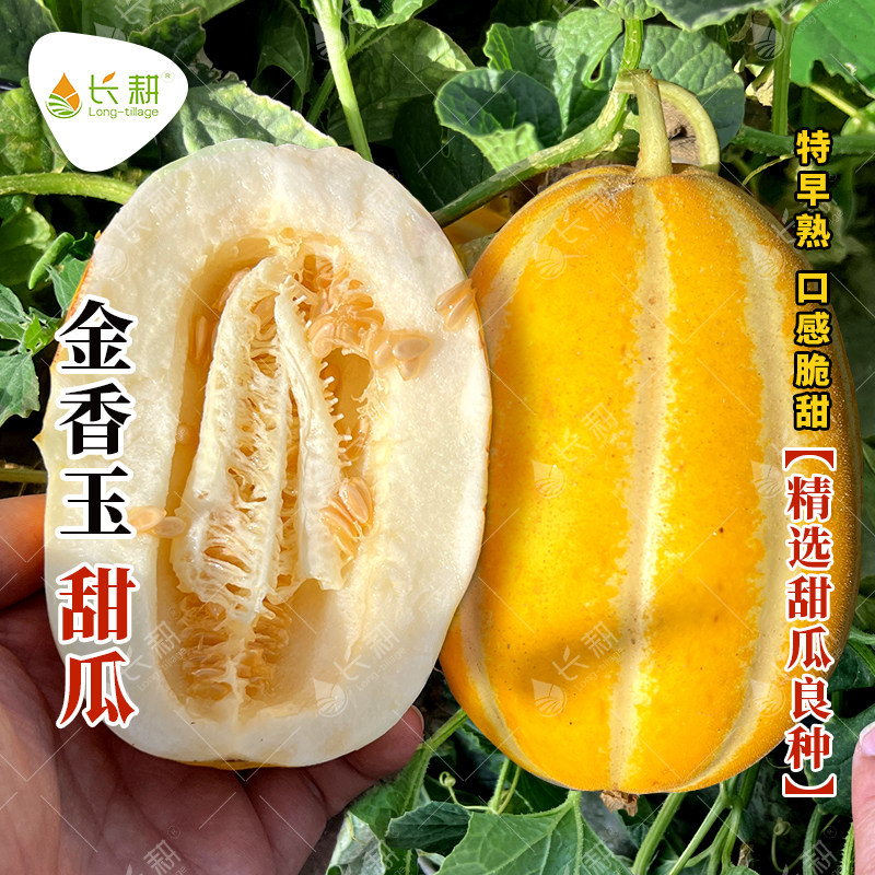 金皮白肉甜瓜种子春夏特早熟香瓜种孑阳台盆栽金香玉甜脆蜜瓜种籽