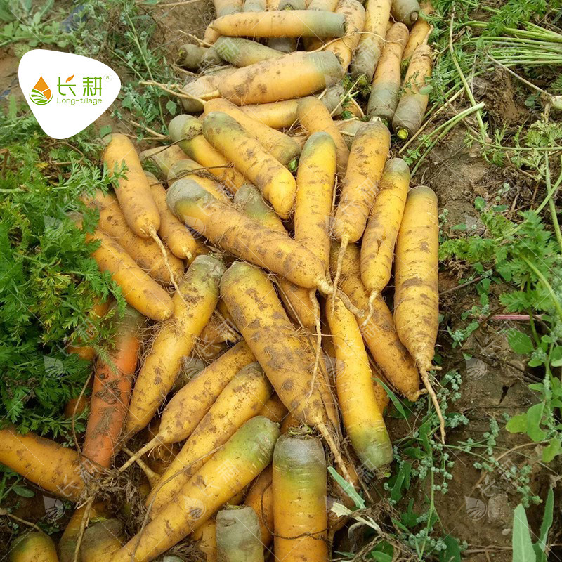 黄胡萝卜种子农家高产秋四季水果萝卜种籽配新疆抓饭蔬菜种孑大全,鲜花速递/花卉仿真/绿植园艺,家庭园艺种子,淘宝优惠券,粉丝福利购,淘宝优惠卷
