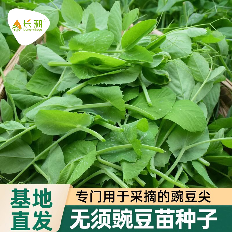 无须豌豆尖种籽四季高产蔬菜种子