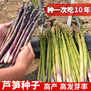 芦笋种子芦笋苗根四季|种植高产盆栽阳台春夏季|紫色多年生蔬菜种孑