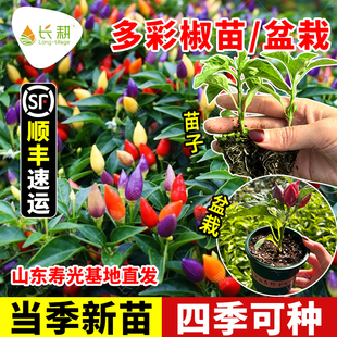 多彩辣椒盆栽七彩辣椒苗子春秋四季阳台盆栽五彩辣椒秧苗蔬菜种孑