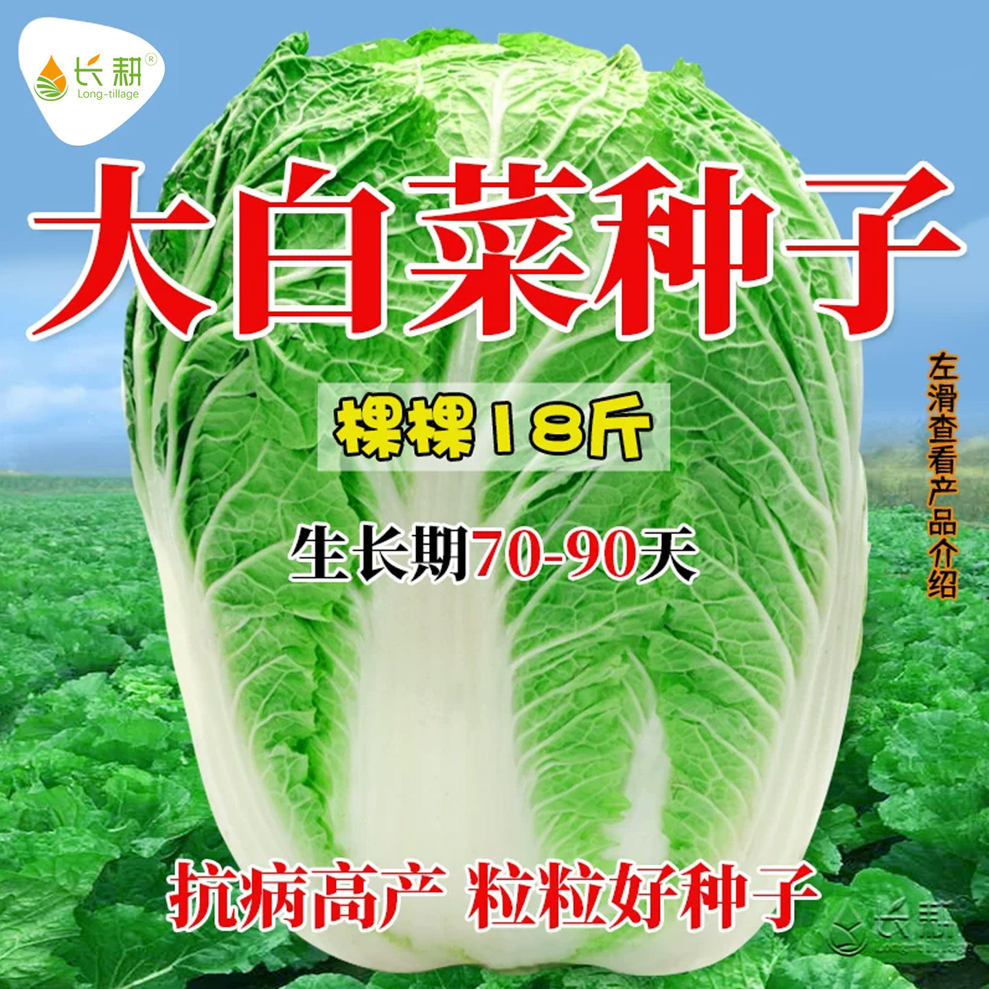 秋播耐寒棵棵18斤大白菜种孑白菜籽种苗大全夏四季阳台大田蔬菜子 - 实物图