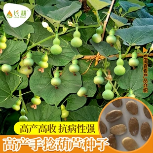 葫芦种子手捻葫芦种籽四季 阳台盆栽易活文玩小亚腰葫芦籽蔬菜种孑