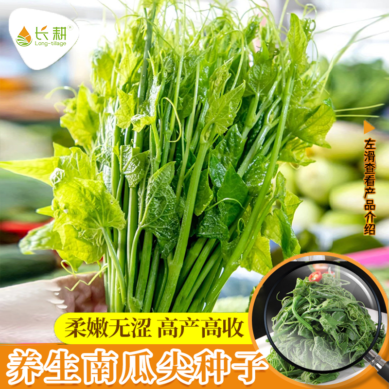 南瓜尖种子茎嫩春四季播蔬菜种苗