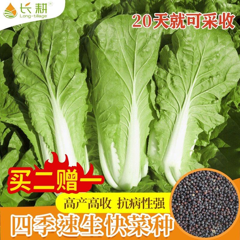 有机蔬菜籽 价格 怎么样 图片