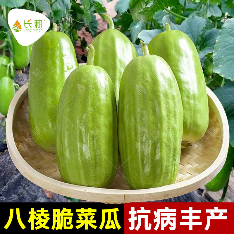 低糖八棱脆菜瓜种子八棱脆瓜种籽春夏秋四季农家烧瓜水果蔬菜种孑