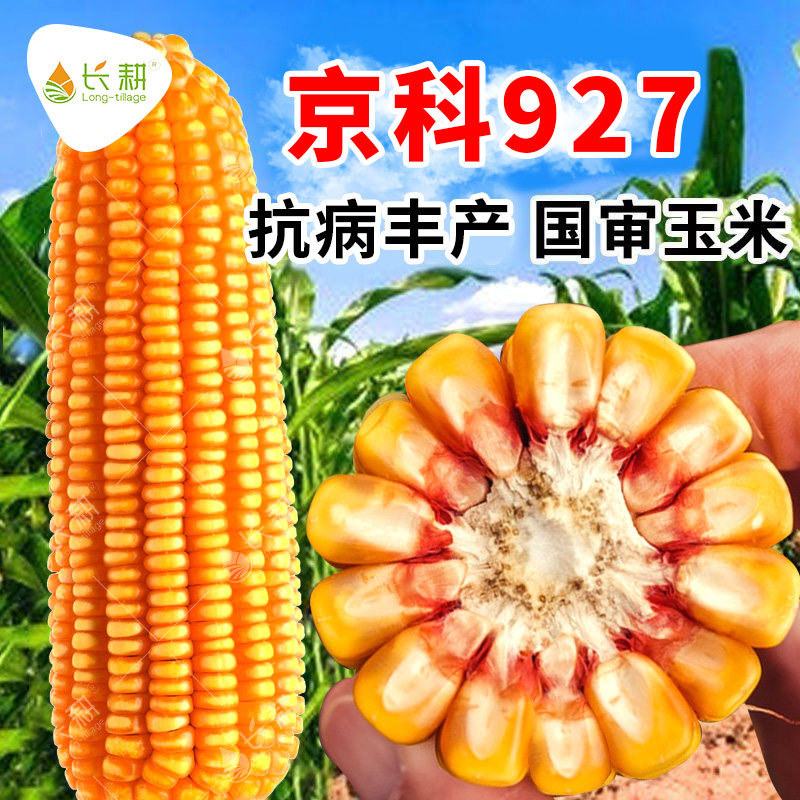 京科927大田玉米种子登海玉米