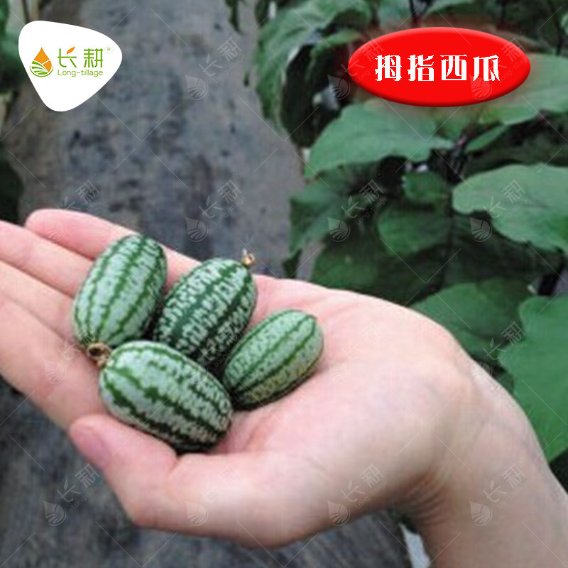非转基因盆栽水果阳台西瓜种子