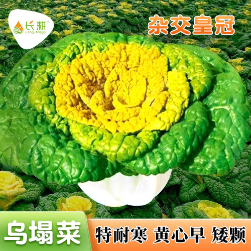 杂交皇冠乌塌菜种子秋播耐寒黄心乌塔菜种籽阳台盆栽踏雪黄心菜孑