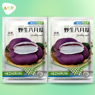 野生八月瓜种子特色水果紫色八月炸春夏秋四季庭院爬藤九月黄种孑
