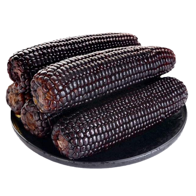 黑甜糯玉米种子四季高产特大耐旱