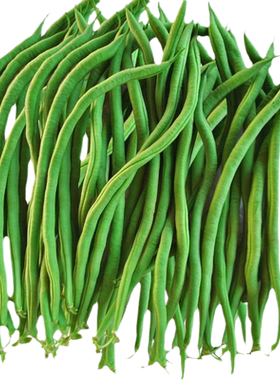 无筋豆种孑四季豆种籽高产架豆