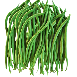 无筋豆种孑四季豆种籽无丝豆豆角种子高产爬藤架豆王豆角蔬菜种孑