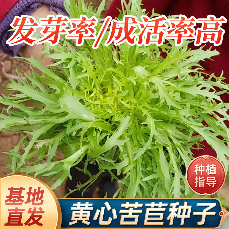 细叶苦菊种子大全苦苣菜种籽生菜种孑秋冬四季农家苦菊菜蔬菜种子-封面