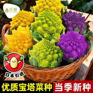彩虹宝塔菜种子菜花种籽春秋四季日本引进罗马花椰菜高产蔬菜种孑