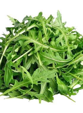 意大利进口芝麻多次阳台火箭青菜