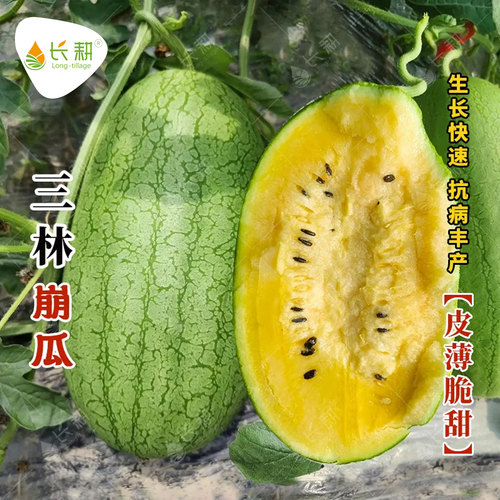 三林崩瓜种子皮薄高糖黄瓤西瓜种籽春秋四季上海特产椭圆水果种孑