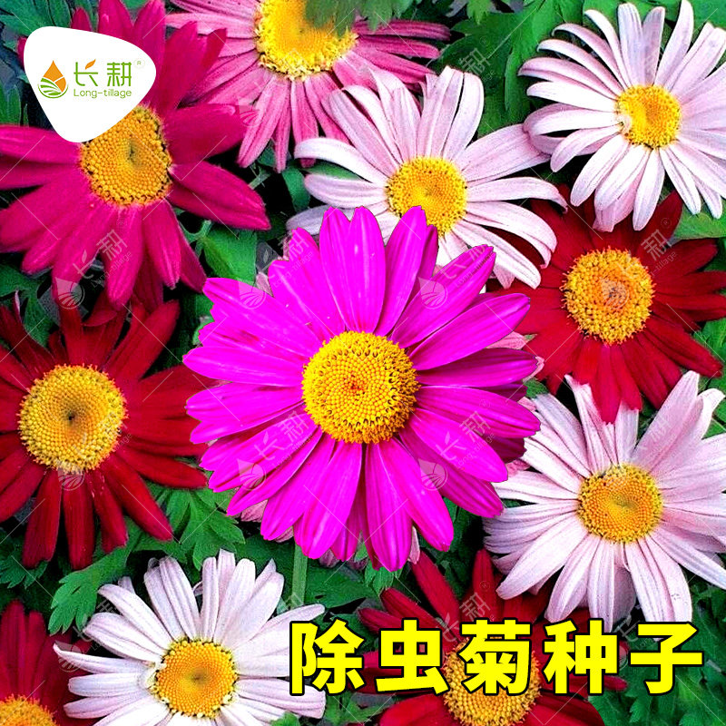 混色除虫菊花种子驱蚊花种籽驱蚊草花卉种孑盆栽春夏秋四季鲜花种