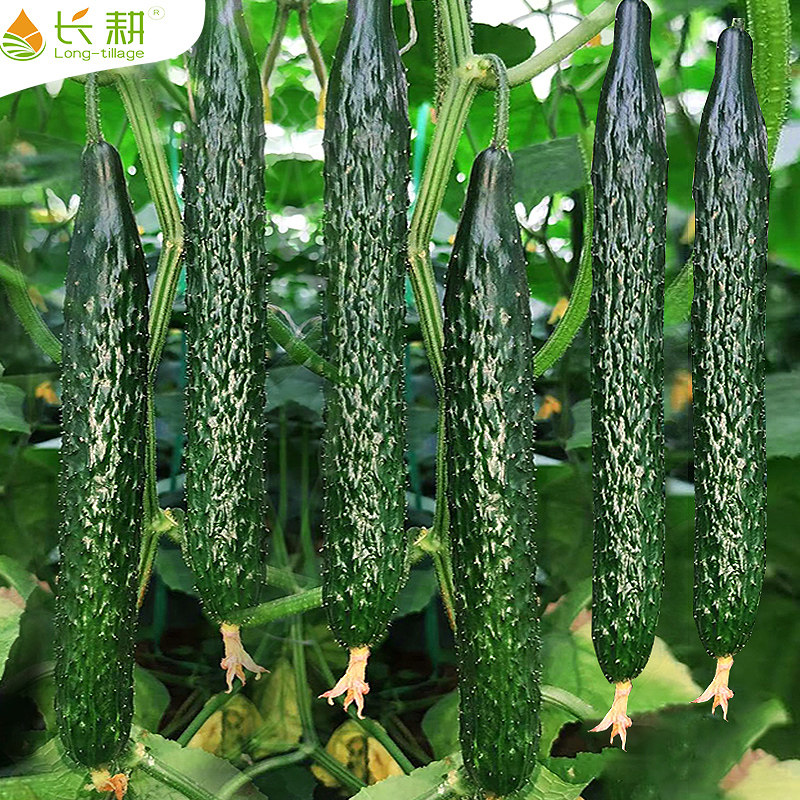 绿芯黄瓜种子脆甜多汁黄瓜种籽高产耐热四季播阳台盆栽蔬菜种孑