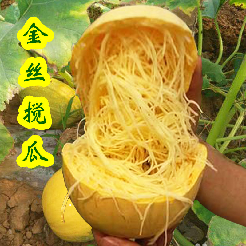 金丝绞瓜种子天然粉丝南瓜种籽黄金瓜种四季阳台金丝搅瓜蔬菜种孑