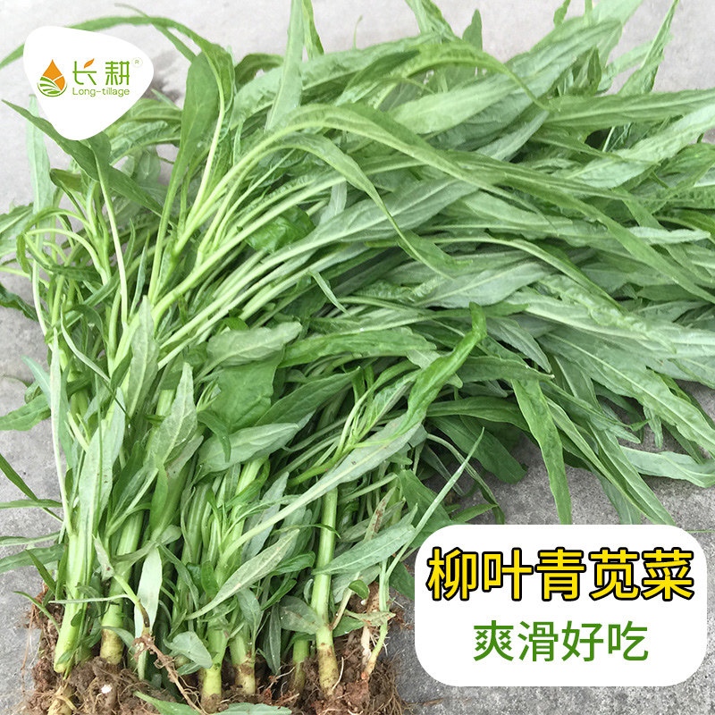 柳叶青苋菜种子绿笕菜汗汉菜种籽春夏季农家蔬菜野菜青菜种孑四季