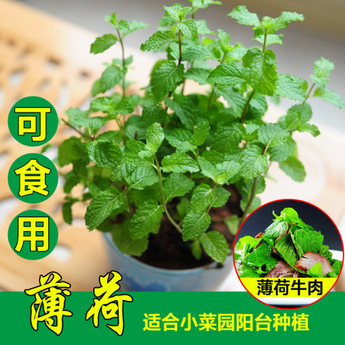 薄荷叶种子价格 薄荷叶种子图片 星期三