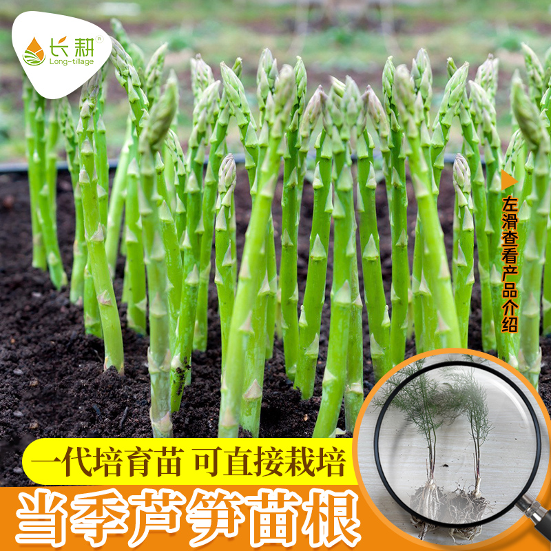 芦笋苗种子高产盆栽阳台四季