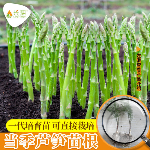 芦笋苗种子高产盆栽阳台四季