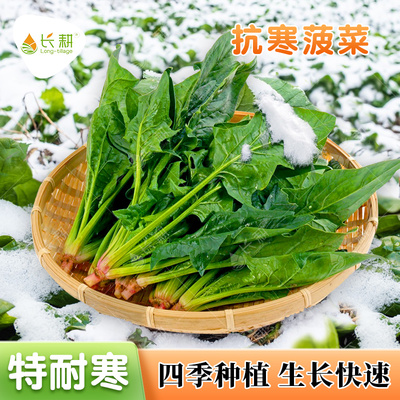 秋播耐寒菠菜种子小叶菠菜种籽大叶红根杂交肉春四季阳台蔬菜种孑