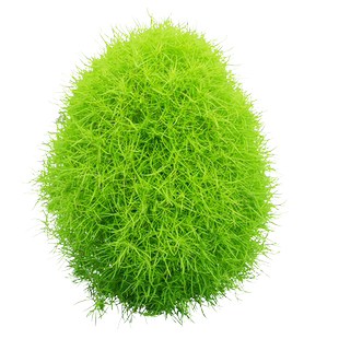 绿色地肤种子铁扫帚草坪种孑园林景观红地麦苗菜种籽观赏花海种子