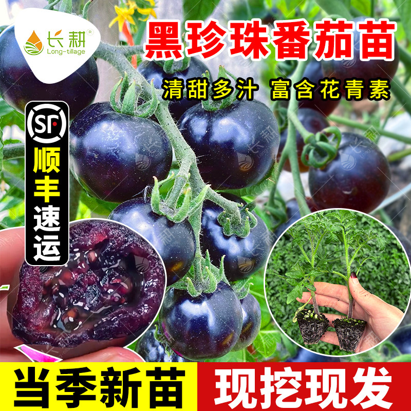蓝莓番茄苗子黑珍珠樱桃西红柿秧苗紫春秋四季酸甜低糖水果菜种孑