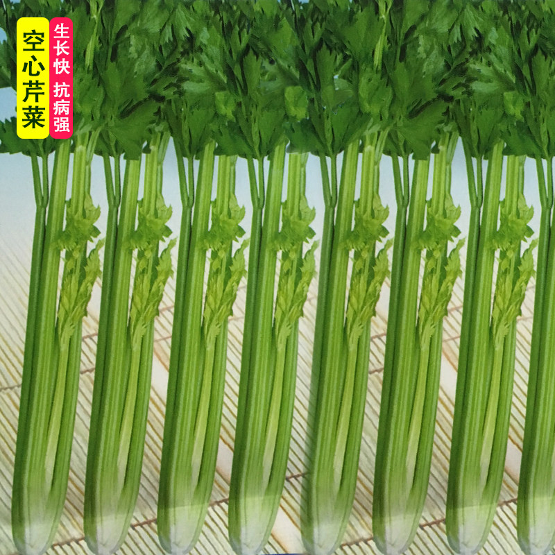 脆嫩空心芹菜种子耐热纤维少香味浓春季夏秋季四季腌渍香芹菜种籽